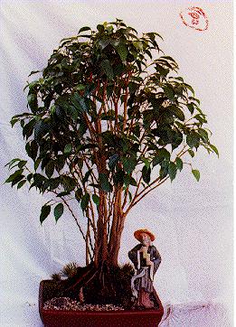 bficus.jpg