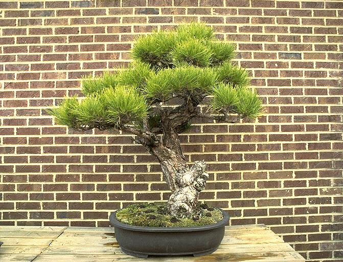 bonsai05.jpg