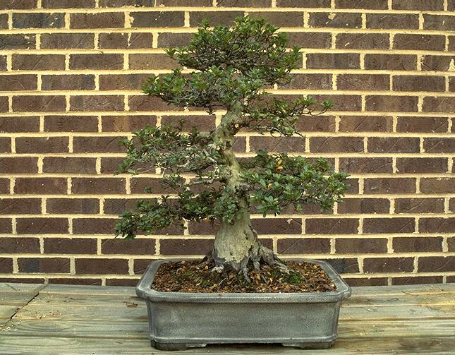 bonsai06.jpg