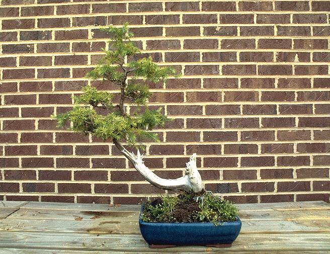 bonsai07.jpg