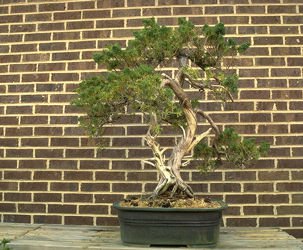 bonsai09.jpg