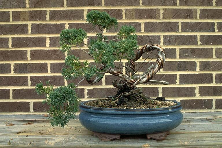 bonsai11.jpg