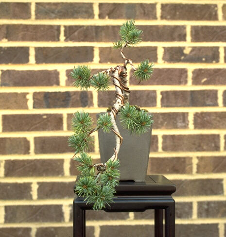 bonsai12.jpg