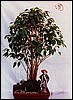 bficus.jpg