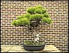 bonsai05.jpg