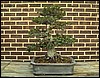 bonsai06.jpg