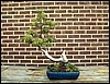 bonsai07.jpg