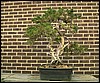 bonsai09.jpg