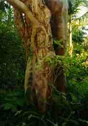 A Strangler Fig