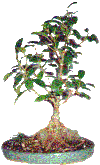The finished bonsai#2.